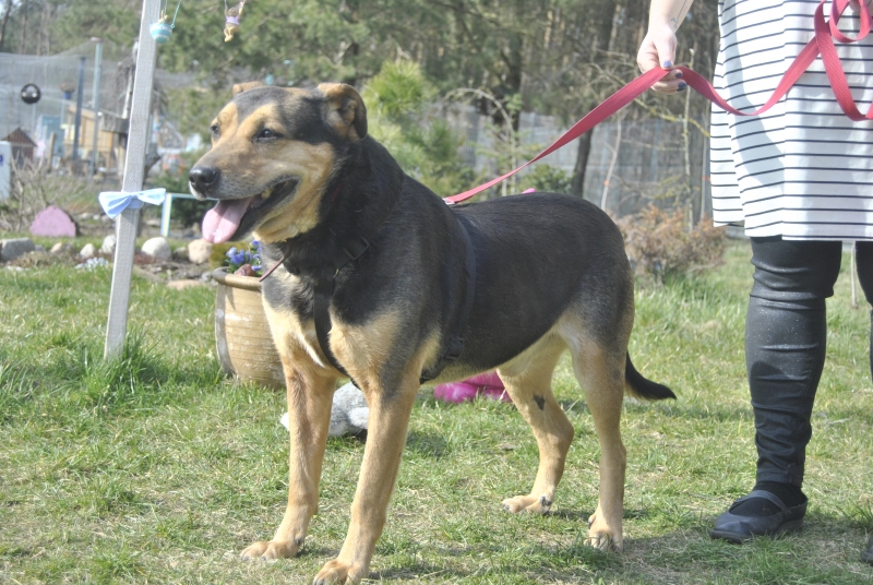 Likor 