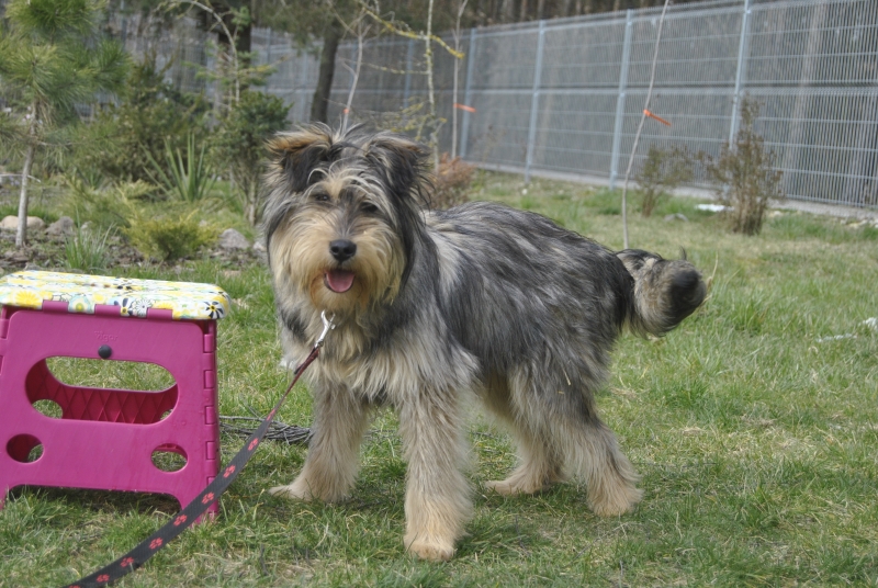 Hachi 