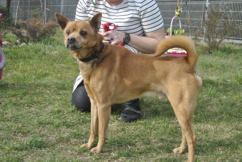 Lucek 