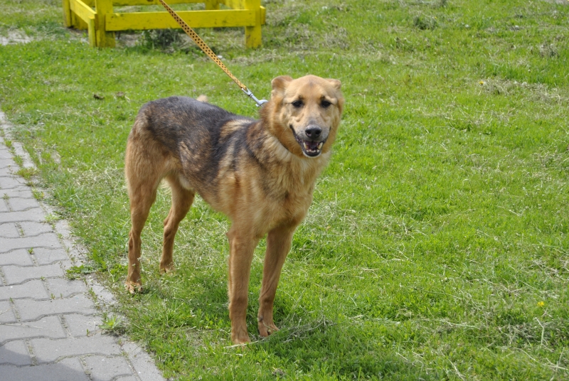 Leoś 
